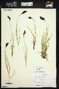 Carex chalciolepis image