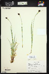 Carex chalciolepis image