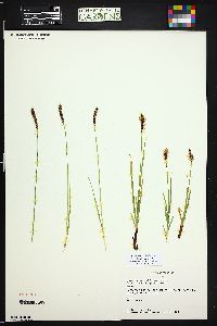 Carex scirpoidea image