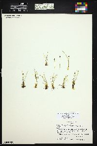 Eleocharis quinqueflora image