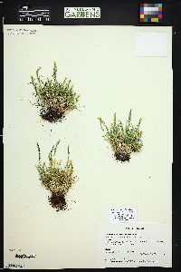 Festuca brachyphylla subsp. coloradensis image