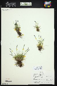 Festuca brachyphylla subsp. coloradensis image