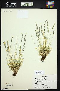 Festuca saximontana image