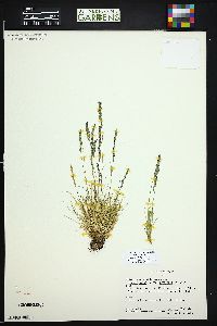 Festuca saximontana image