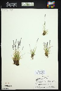 Agrostis humilis image