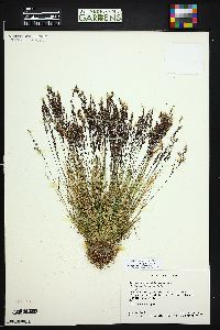 Agrostis mertensii image