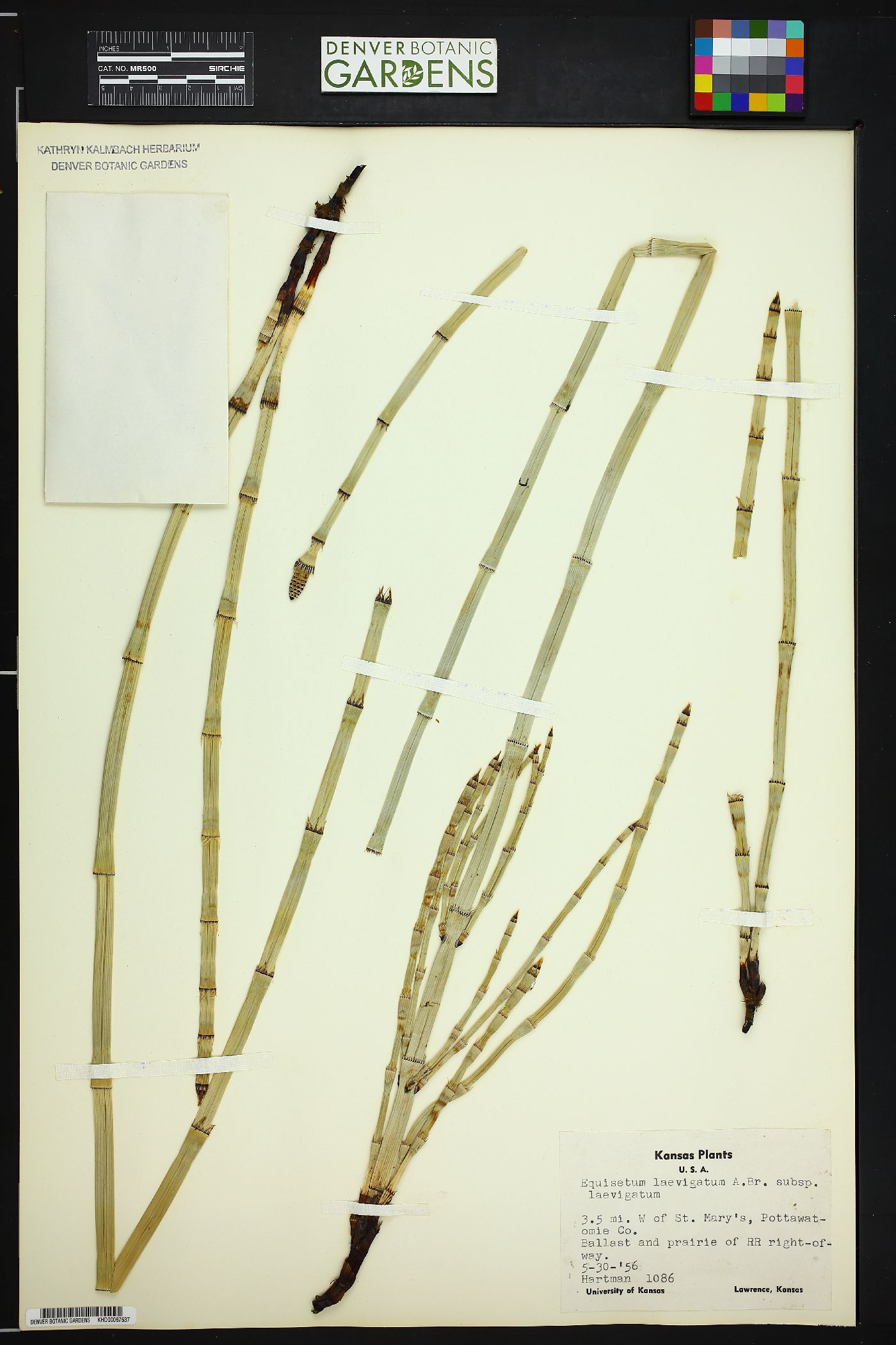 Equisetum laevigatum subsp. laevigatum image