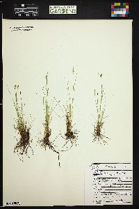 Juncus parryi image