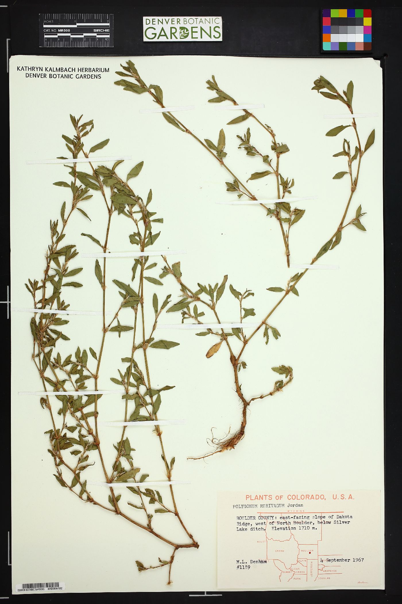 Polygonum bellardii image