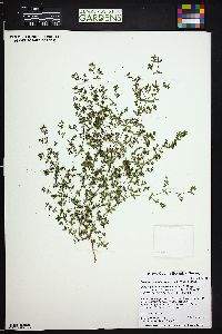 Euphorbia glyptosperma image