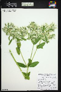 Euphorbia marginata image