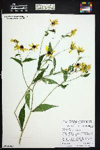 Rudbeckia triloba image