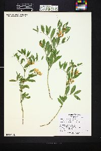 Lathyrus lanszwertii var. leucanthus image