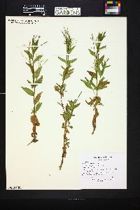 Epilobium halleanum image