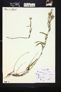 Symphyotrichum ascendens image