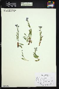 Myosotis asiatica image