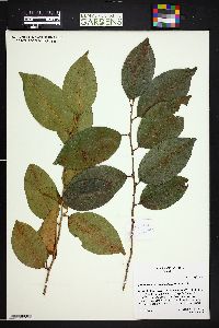 Image of Erythroxylum incrassatum