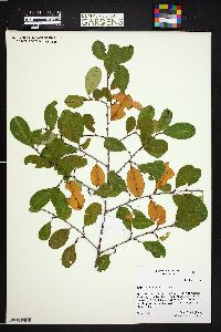 Erythroxylum confusum image