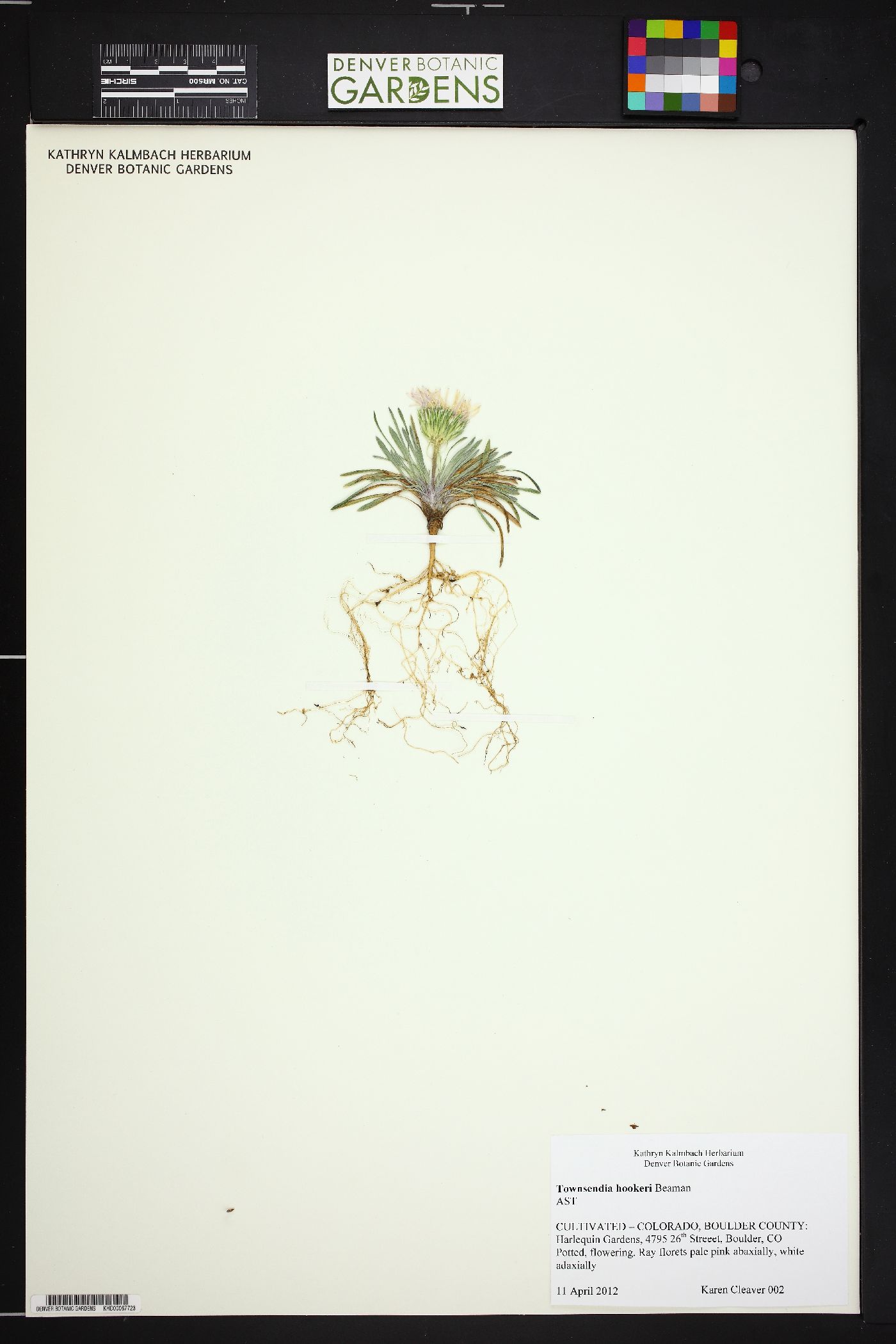 Townsendia hookeri image