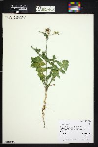 Sonchus oleraceus image