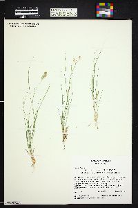 Bouteloua dactyloides image