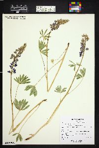 Lupinus argenteus subsp. rubricaulis image