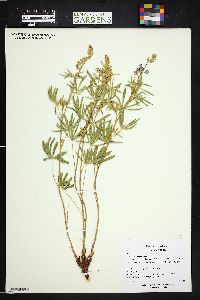 Lupinus argenteus var. parviflorus image