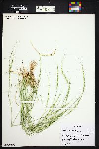 Aegilops cylindrica image