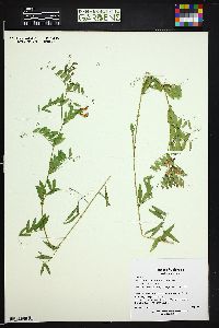 Vicia americana var. americana image