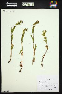 Epilobium halleanum image