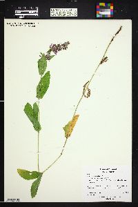 Stachys pilosa var. pilosa image