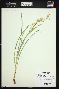 Zigadenus elegans image