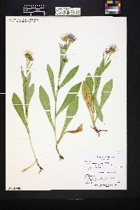 Symphyotrichum foliaceum var. parryi image