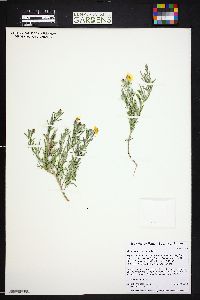 Oenothera serrulata image