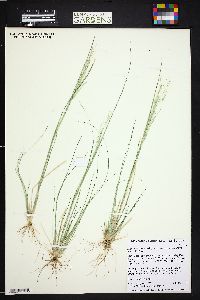 Diplachne fusca subsp. fascicularis image