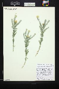 Xanthisma spinulosum image