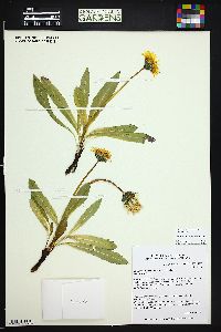 Taraxacum ceratophorum image