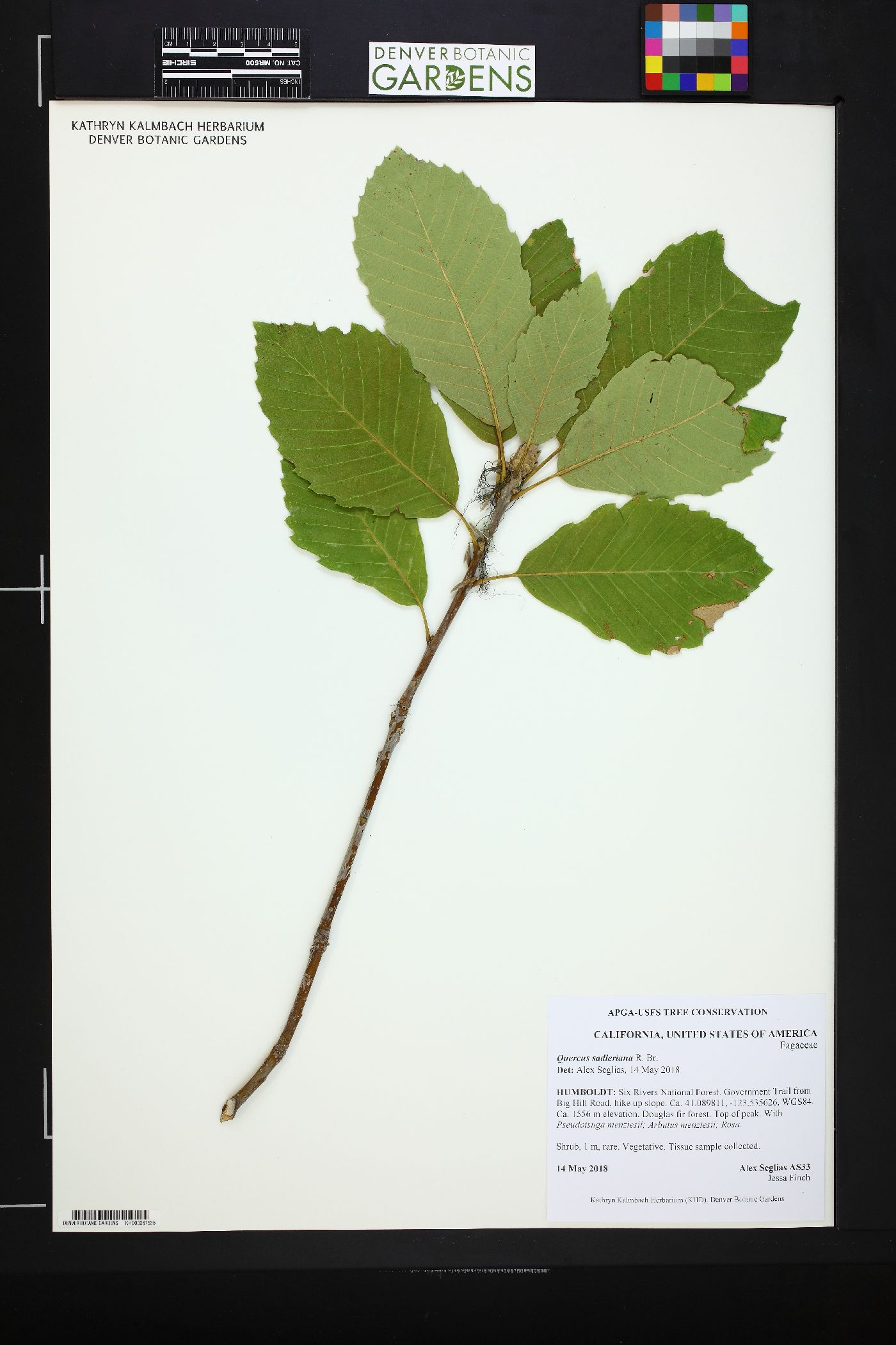 Quercus sadleriana image