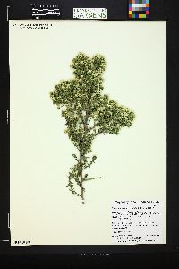 Symphyotrichum ericoides image