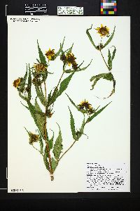 Bidens tripartita image