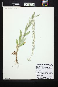 Eriogonum annuum image