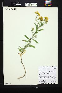 Rayjacksonia annua image