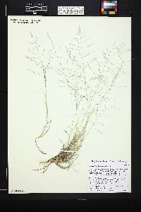 Muhlenbergia arenicola image