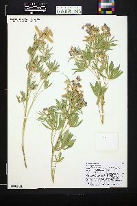 Lupinus sericeus image