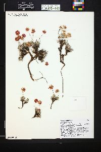 Eriogonum ovalifolium image