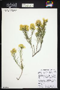 Ericameria nauseosa subsp. nauseosa image