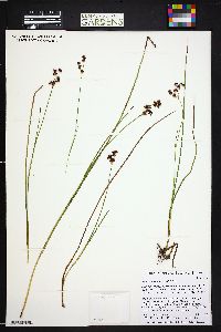 Juncus nevadensis image