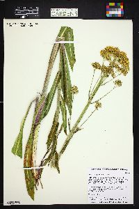 Senecio hydrophilus image