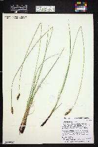 Carex praegracilis image