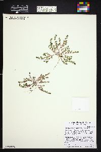 Euphorbia glyptosperma image